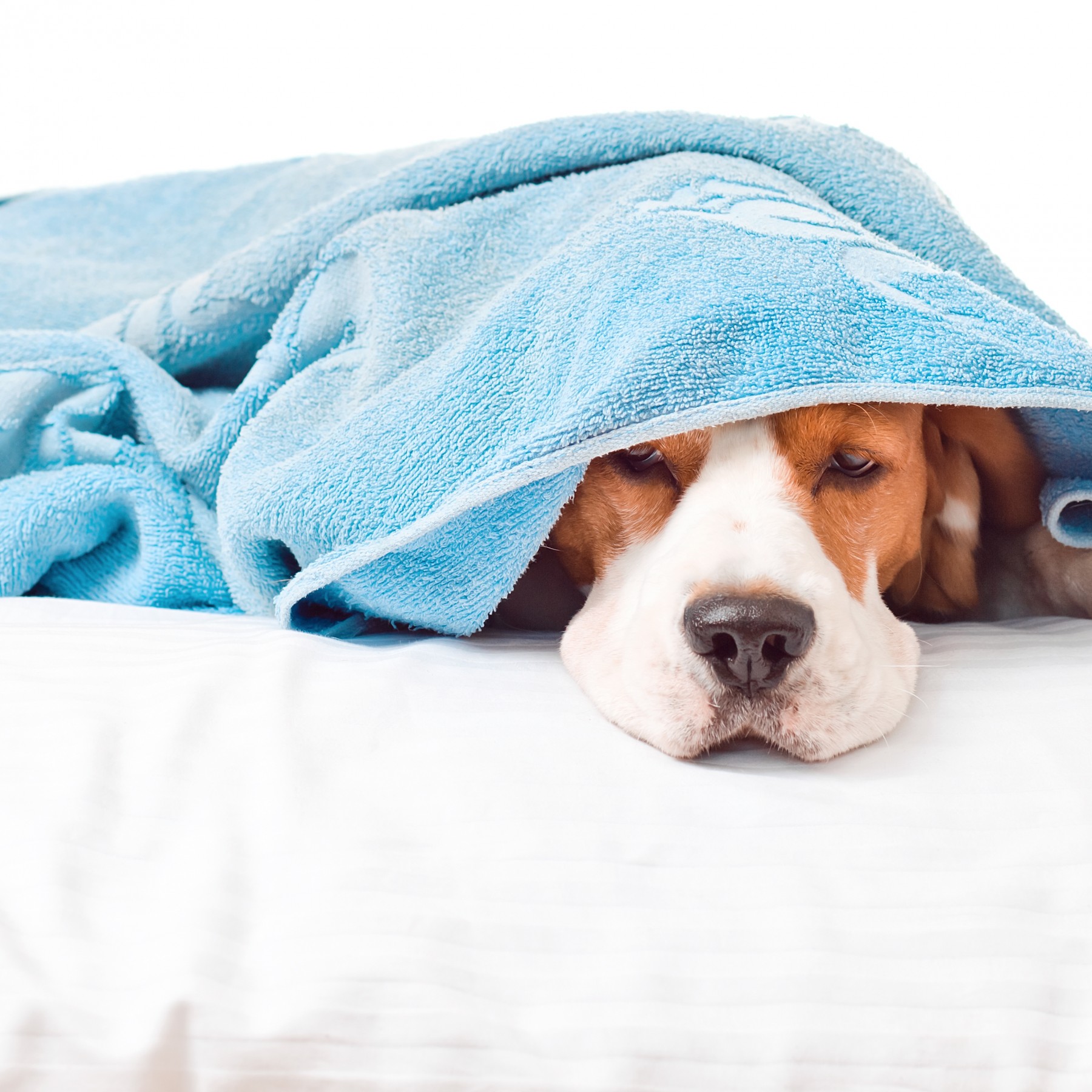 10 Dogs Who Are Ready for Bedtime